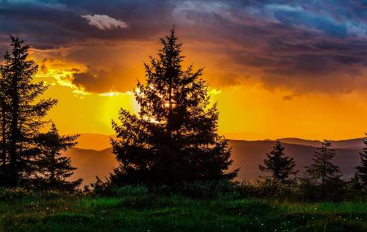 Sunset trees grass background