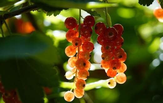 Red currant july summer time