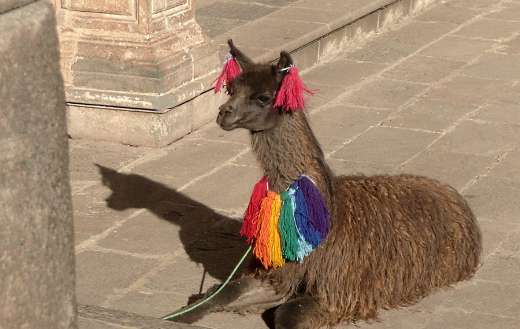 Alpaca Peru Cusco puzzle