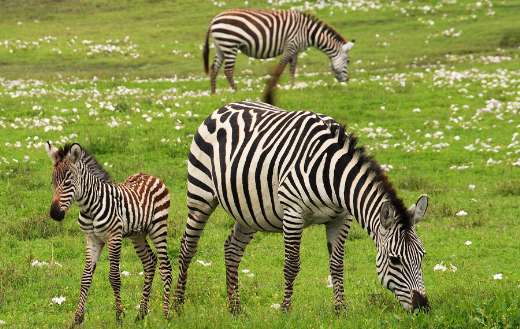 Baby zebra Safari Serengeti