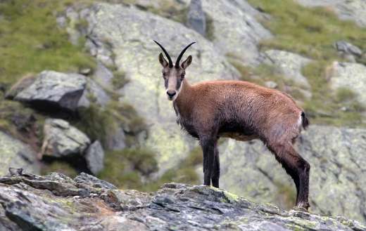 Chamois rupicapra mountain rocks