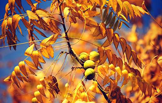 English walnuts branch fall time