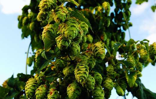 Profitable and growing crops hops