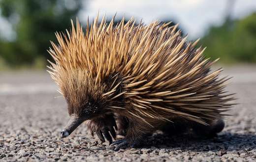 Monotreme echidna spiny ant eater animal
