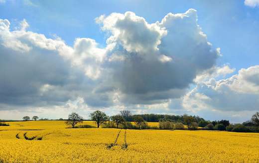 Super yellow oil seed rape