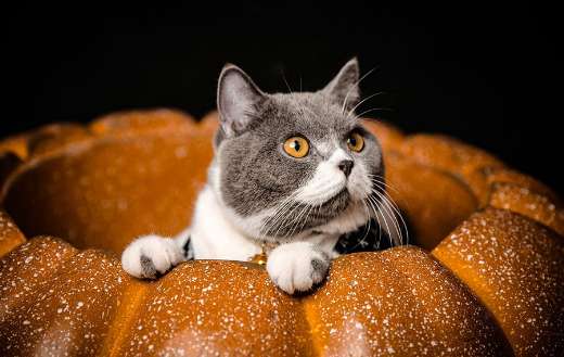Cat inside pumpkin figure