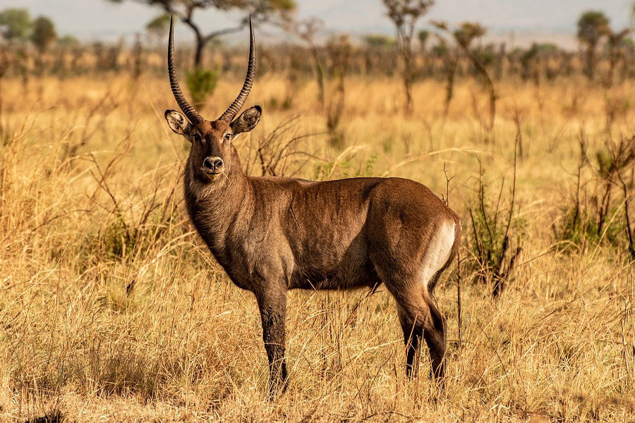 Waterbuck animal safari