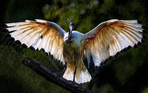 African sacred ibis bird