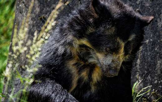 Andean spectacled bear