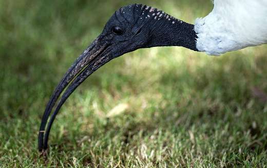 Australian white ibis bird