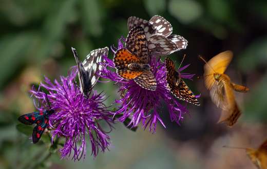 Butterflies flowers pollinate