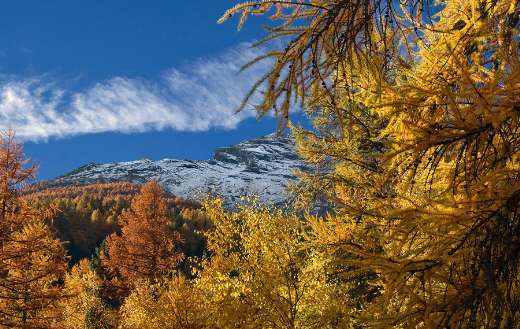 Nature becomes gold during autumn time