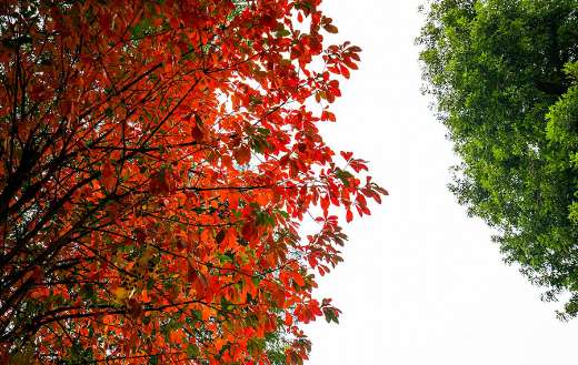 Trees leaves colors image