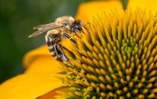 Western honey bee flower pollination