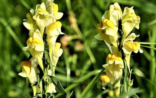 Yellow toadflax wild flower