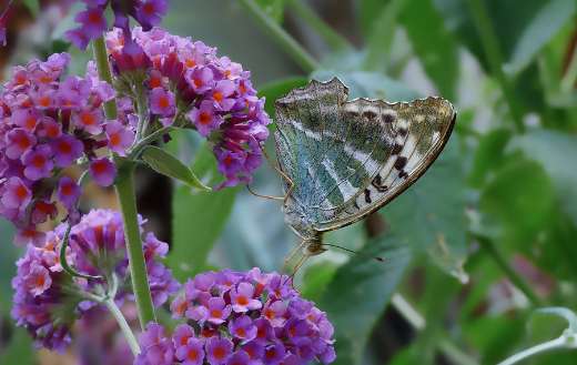 Imperial coat online