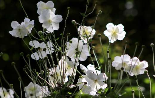 Autumn anemones white flowers