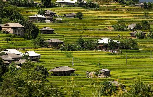 Houses and rice terraces field