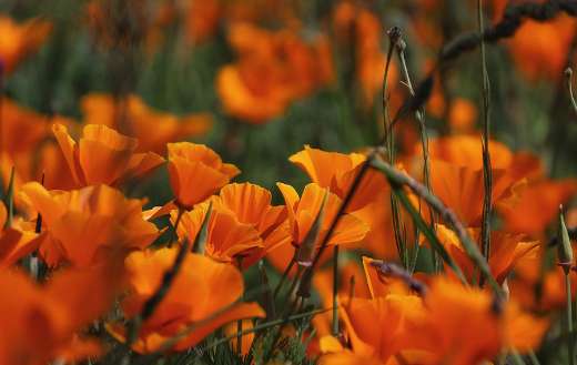 Orange poppies flowers