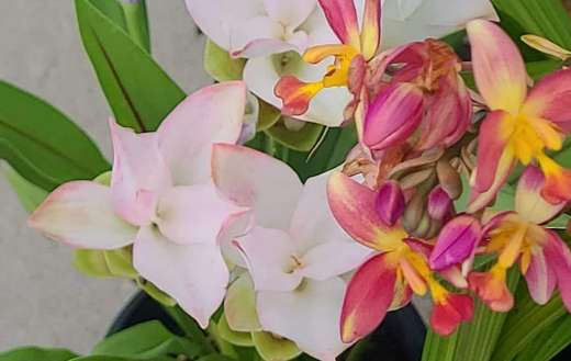 White orange orchids