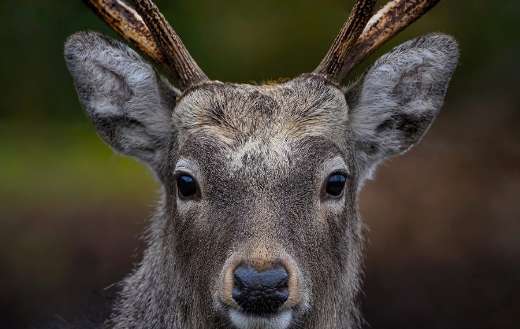 Stag deer horns online