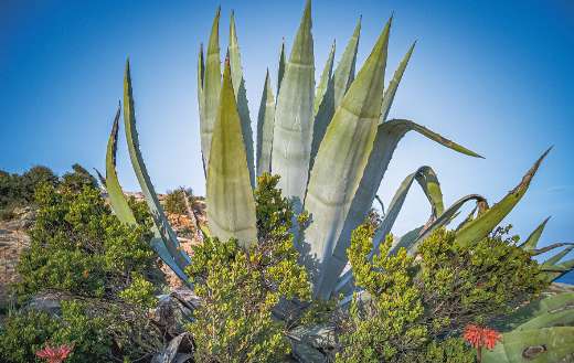Green nature aloe vera