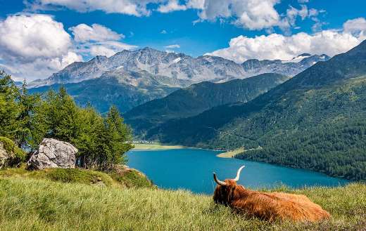 Highland cattle nature