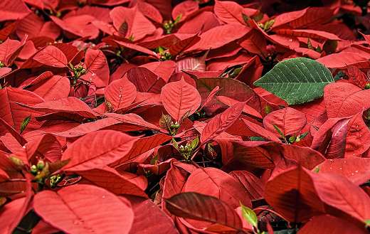 Poinsettia Christmas flower