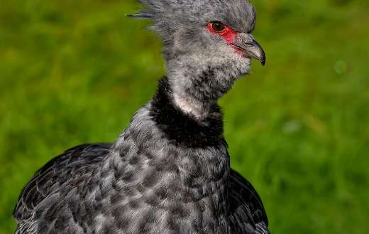 Southern screamer bird