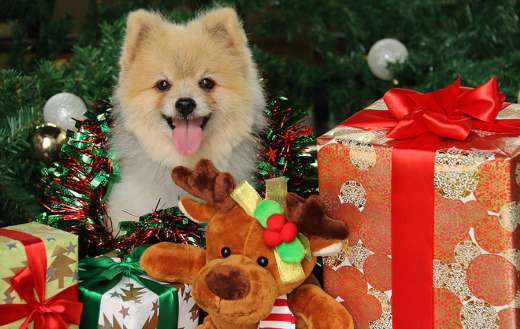 White dog behind x mas gift