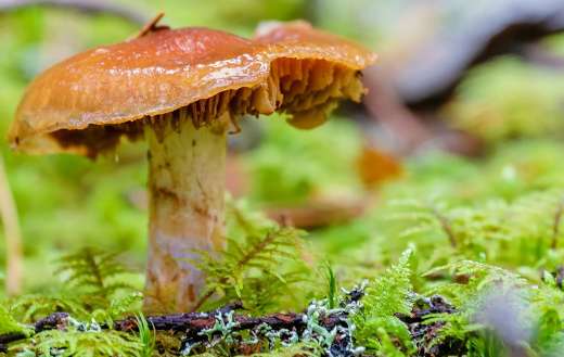 Forest moss and mushroom
