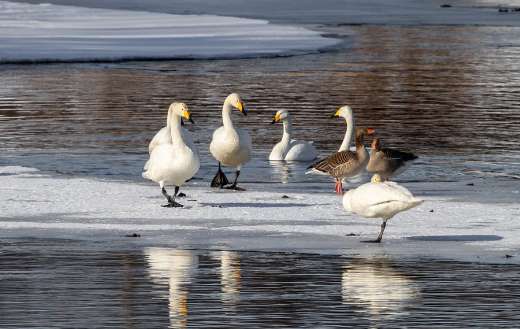 Freeze lake river birds