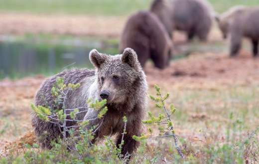 Looking watching brown bear