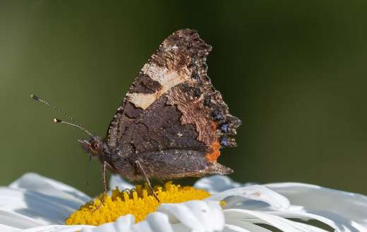 Many colors butterfly pollinating
