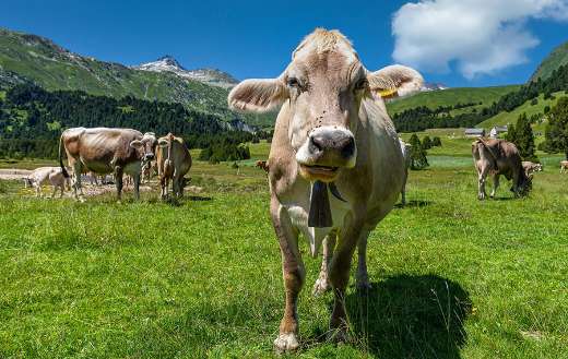 Paturing the cows animal