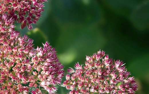 Succulent flowers puzzle