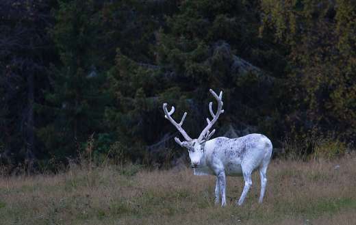 White reindeer leucistic deer
