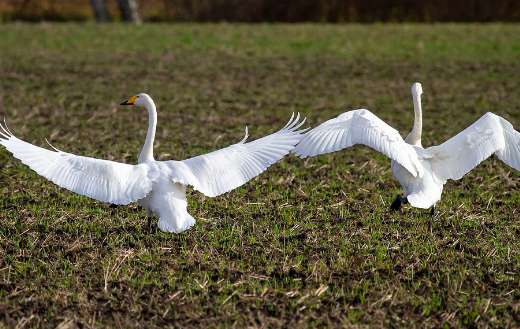 Whoopers swans birds long wings