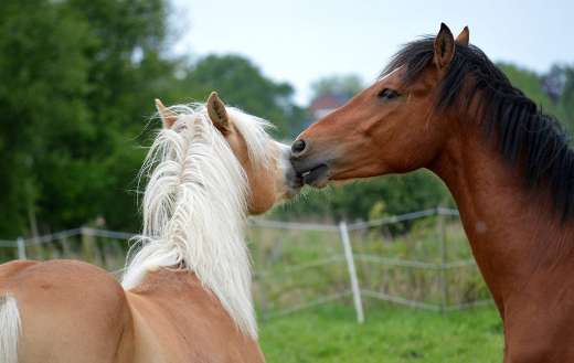 Playing horses 2 online