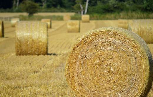 Straw bales hay agriculture