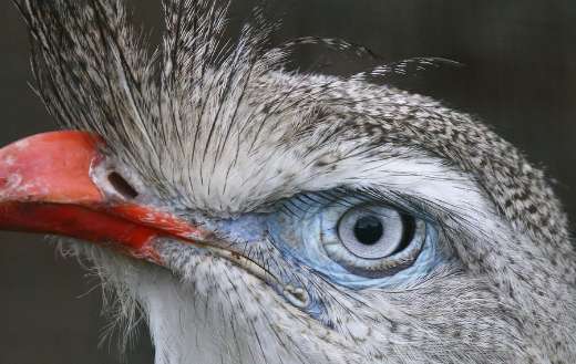 Crested seriema red legged