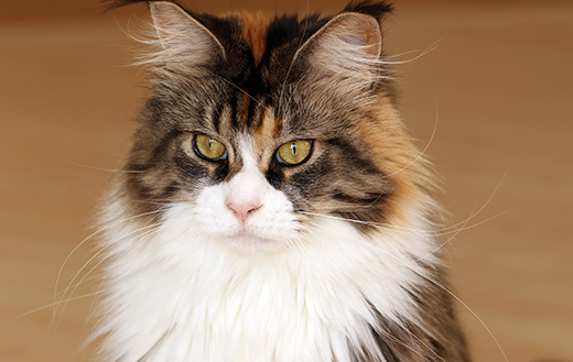 Maine Coon kitten fuzzy