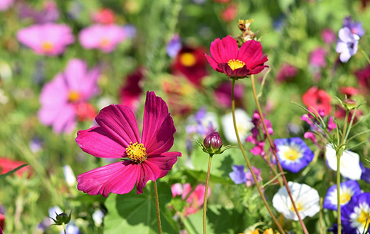 Meadow-Flowers-Wildflowers