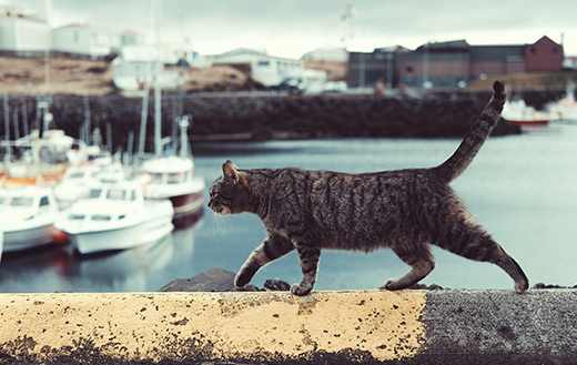 Tabby cat on ledge Jigsaw
