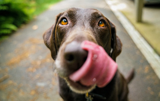 Adult chocolate Labrador retriever