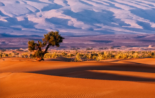 Tree in a desert jigsaw
