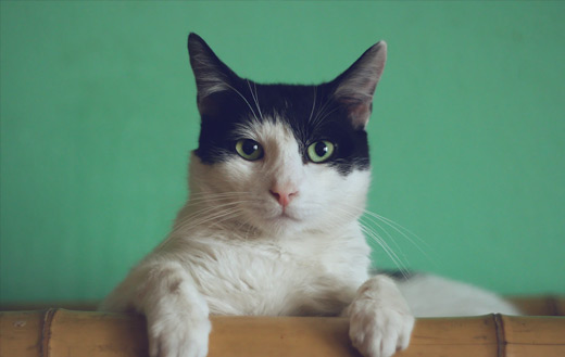 Cat green background