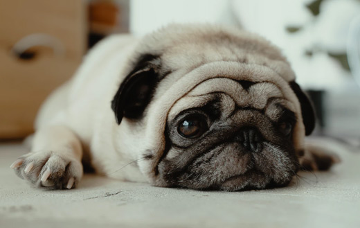 Fawn pug puppy laying on ground jigsaw puzzle.
