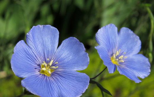 Flax flowers blue jigsaw puzzle
