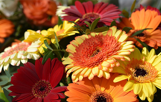 Red yellow flowers jigsaw